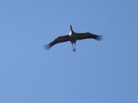 Kranich (Grus grus)  36